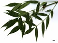 SpeciesSub: subsp. angustifolia SpeciesSub: subsp. angustifolia
